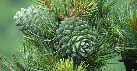 Cedarwood